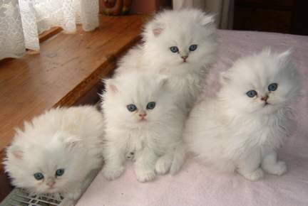 Chunky Teacup persian kittens available to good home