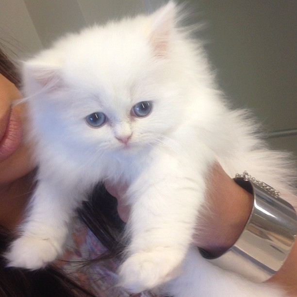 Adorable Teacup Persian Kittens for Rehoming.