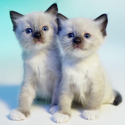 TICA Registered Ragdoll Kittens 