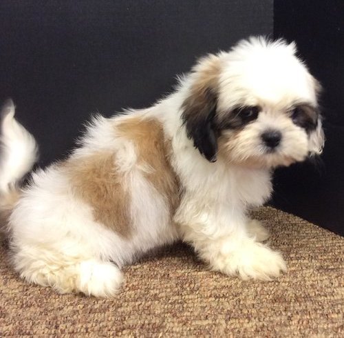 Cute and lovely shih Tzu puppies for adoption
