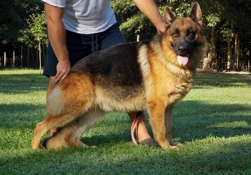 Female German Shepherd Dog for adoption