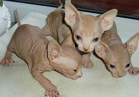 Adorable sphynx kittens for adoption