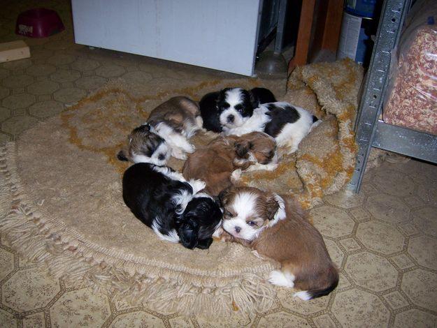 Cachorros de shih tzu pureza y calidad