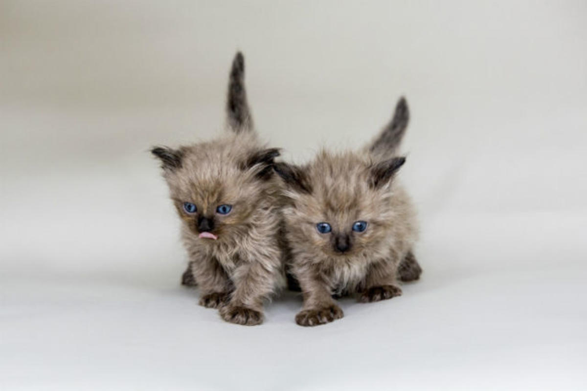 Exotic Longhair - Chantilly Tiffany kittens 
