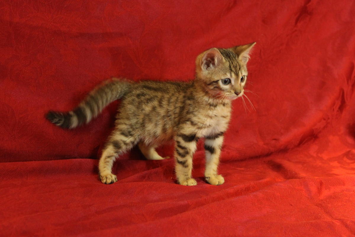 Male and female Bengal kitten 