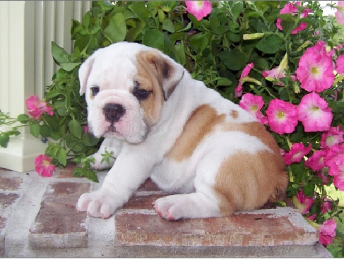 Lovely English Bull Dog Puppies for adoption.