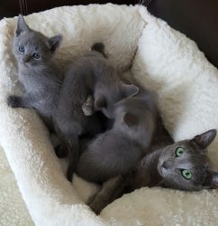 Male and female Russian Blue Eyes Kittens ready for sale 