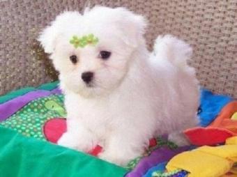 male and female Maltese puppies for sale 