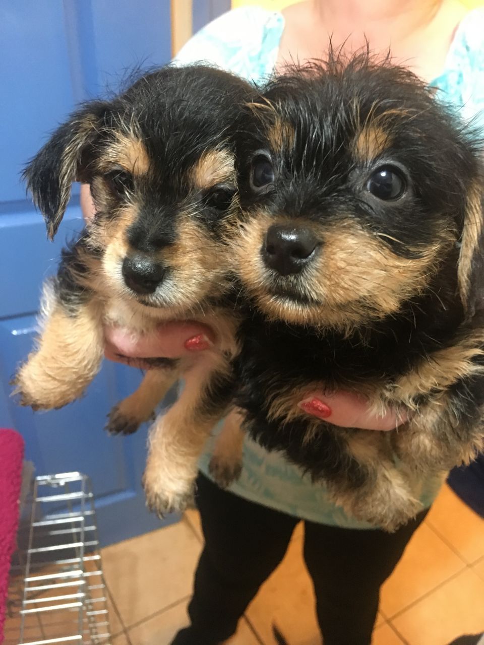 Excellent Yorkshire Terrier puppies for You now