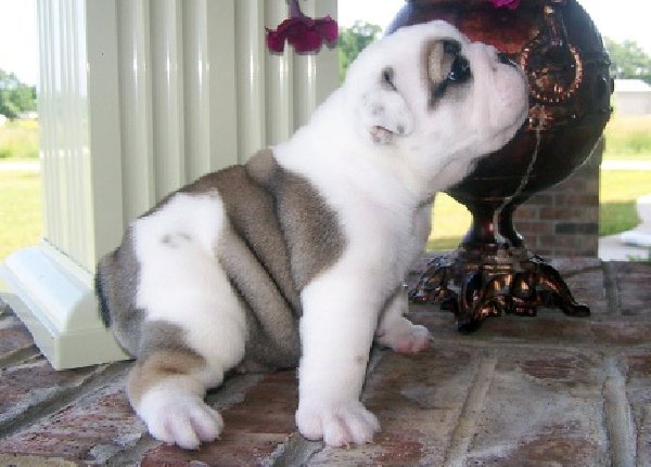  !!!Super Cute Englosh Bulldog puppies Ready