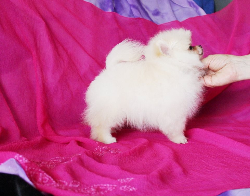 Find the Cutest Pomeranian Puppies in the City - Order Your New Companion
