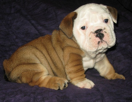 Sweet English bulldog puppies available for Xmas and New Year.