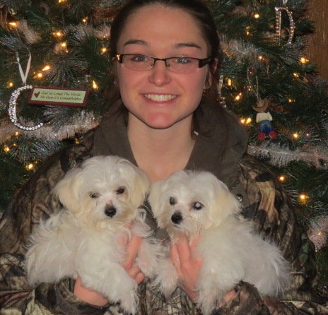 Maltese puppies available for Xmas and New Year