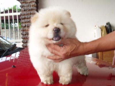 Two gorgeous chow chow puppies remaining for adoption