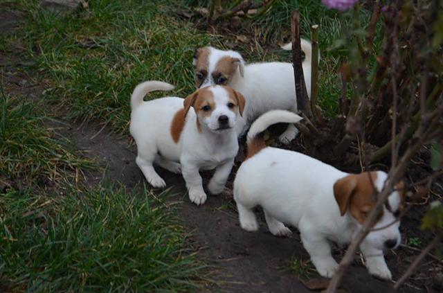 Find Your Perfect Companion Today - Adopt a Russell Terrier