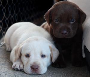 Male and Female Labrador Retriever Puppies