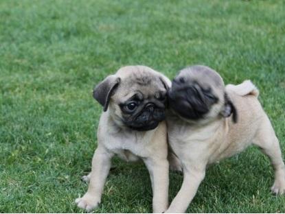 Fresh and Awesome Pug Puppies Now Available