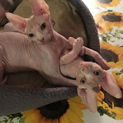 cute sphynx kittens males and females for sell with all papers