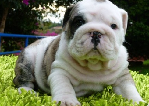cute English bulldog pups are still available for sale