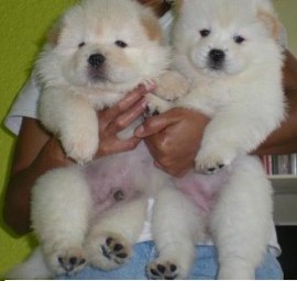 Chow Chow puppies available 