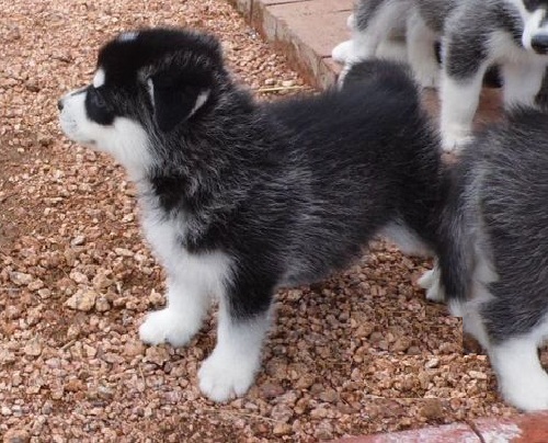 Sweet Looking Siberian Husky Puppies For Sale