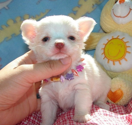 home trained chihuahua puppies ready for re-homing