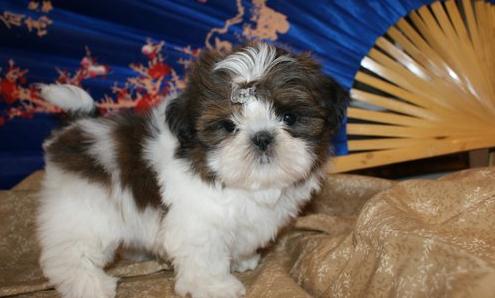 Shih Tzu puppies available