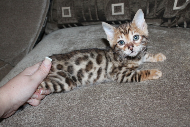 TOP CLASS BENGAL KITTENS READY TO GO NOW