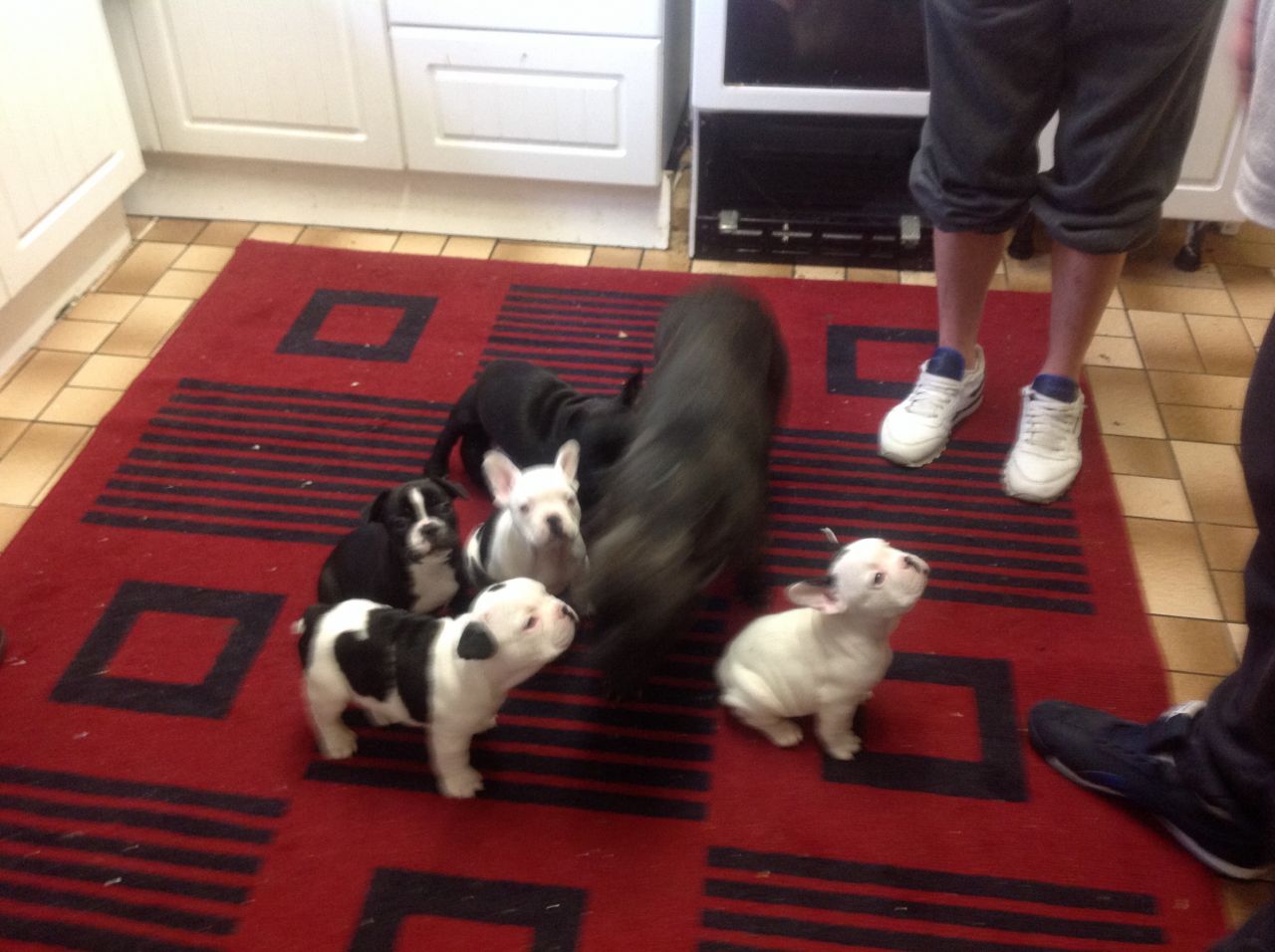 Good looking Male and Female French bulldog puppies for Adoption 