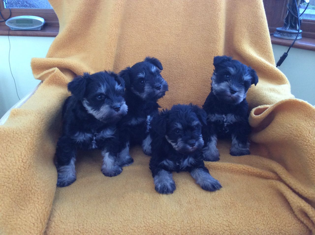 Good looking Male and Female schnauzer puppies for Adoption .contact us  for more details and pics .