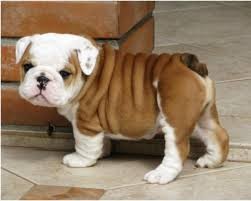 Cute and Adorable Inglés bulldog Puppies for Adoption
