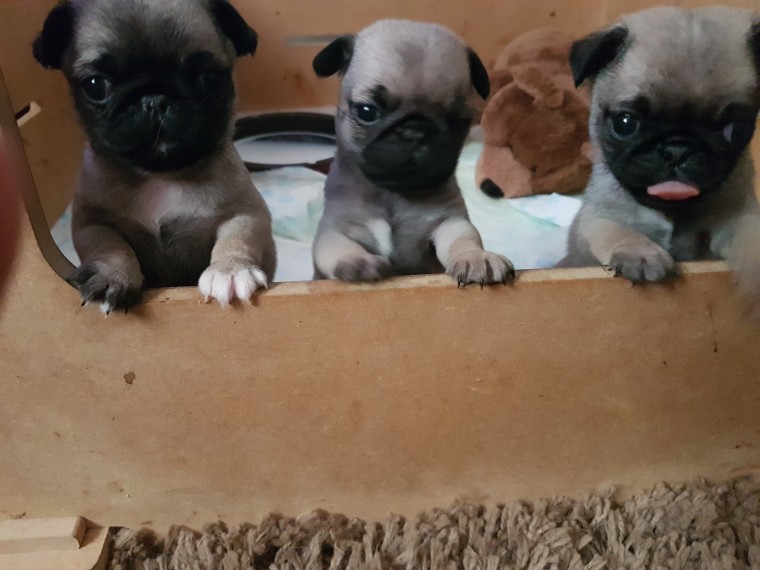 Pug Puppies For sell