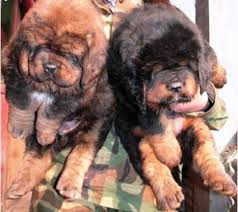 Tibetan Mastiffs puppies for sale