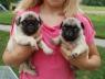 Pug Puppies for Sale