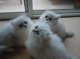 Nice Persian kittens available
