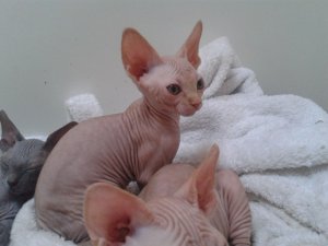 Sphynx Kittens For Sale. Champions Bloodlines