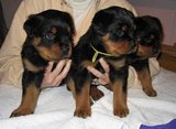 Healthy Male and Female Rottweiler puppies 