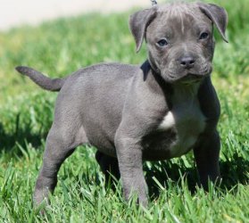 American Pit Bull Terrier Pups For Sale