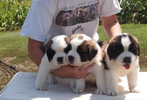 Outstanding St Bernard Puppies For Sale