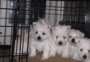 Beautiful West Highland Terrier Puppies For Sale 