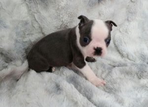 Stunning Boston Terrier Puppies For Sale