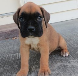 Outstanding male and female Boxer puppies
