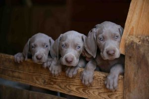 Quality Kc Reg Blue And Silver Weimaraner Puppies