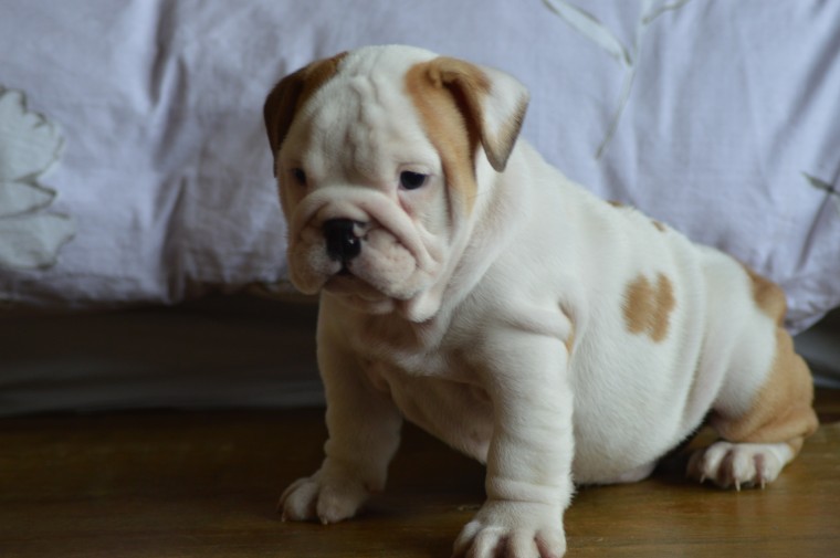 male and female englis bulldog puppies