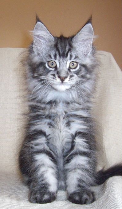 male and female main coon kittens