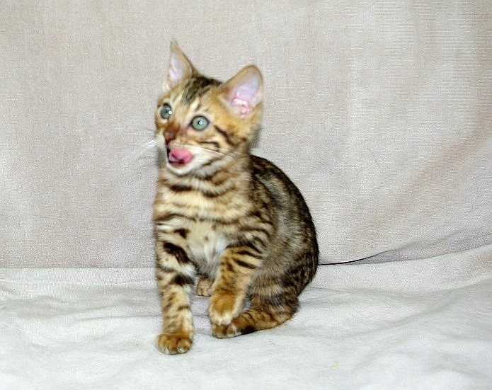 male and female bengal  kittens